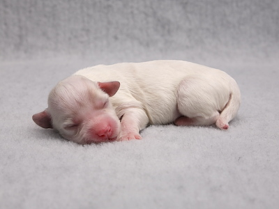 Bichon Havanais hvalpe - Kennel Miki Nanoq